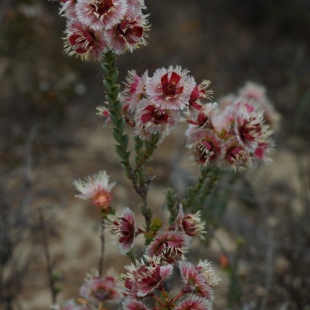 Verticordia ovalifolia